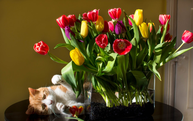 Обои картинки фото животные, коты, тюльпаны, кот, цветы, кошка, букет, ваза