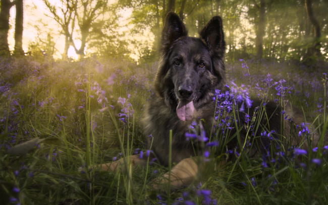 Обои картинки фото животные, собаки, овчарка, немецкая, колокольчики, поляна, цветы, взгляд, собака