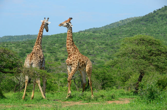 Обои картинки фото животные, жирафы, саванна