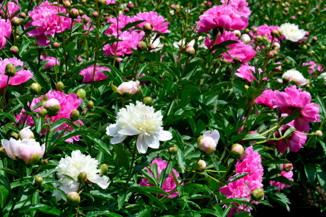 Обои картинки фото цветы, пионы, белый, весна, розовый