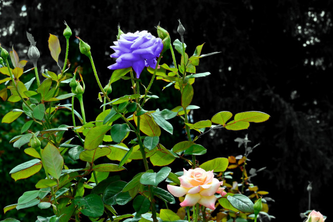 Обои картинки фото цветы, розы, необычный