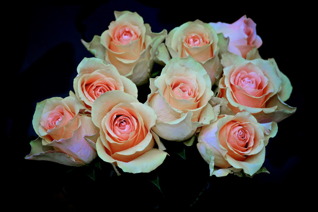 Обои картинки фото цветы, розы, нежные, чайные