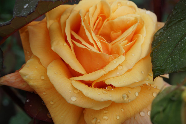 Обои картинки фото цветы, розы, жёлтая, роза, бутон, лепестки, капли, макро