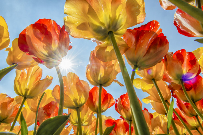 Обои картинки фото цветы, тюльпаны, бутоны, солнце, небо