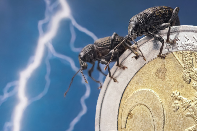 Обои картинки фото животные, насекомые, парочка, молния, макро, долгоносики, евро, жуки, денежка, монета