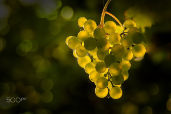 Картинка природа Ягоды +виноград ягоды блики свет грона боке виноград
