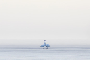 Картинка животные лебеди птицы туман