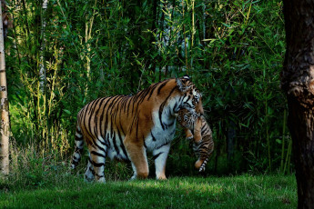 Картинка животные тигры джунгли тигр