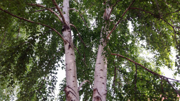 Картинка природа деревья берёзы