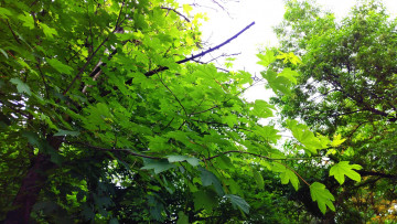 Картинка природа деревья листья