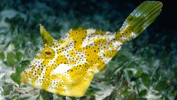 Картинка животные рыбы рыба дно шипы водоросли