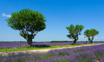 Картинка природа деревья поле valensole лаванда франция лето небо солнце