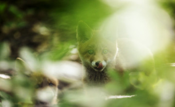 Картинка животные лисы блики язык рыжий лисенок