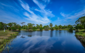 Картинка природа парк зелень пальмы пруд деревья wickham park melbourne сша голубое небо