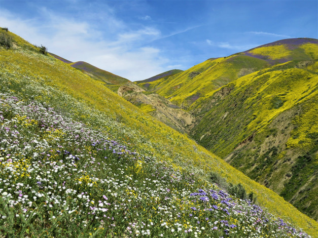 Обои картинки фото природа, горы, калифорния, ущелье, трава, небо, склон, цветы