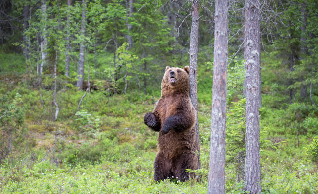 Обои картинки фото животные, медведи, медведь, лес