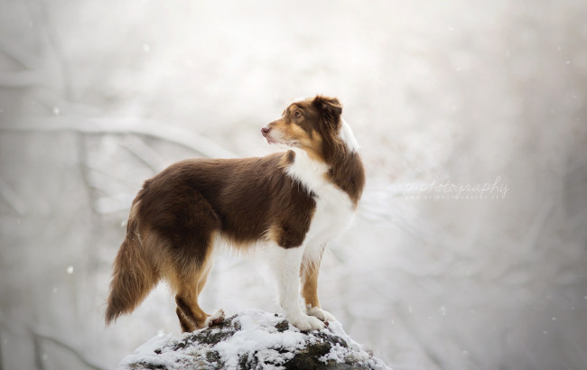 Обои картинки фото животные, собаки, фон, зима, собака