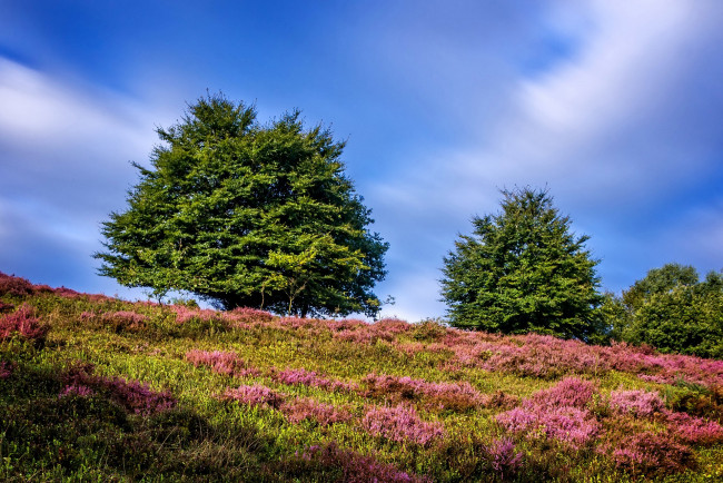 Обои картинки фото природа, деревья, трава, небо, солнце, облака, guelders, нидерланды, холм, склон, лето, зелень