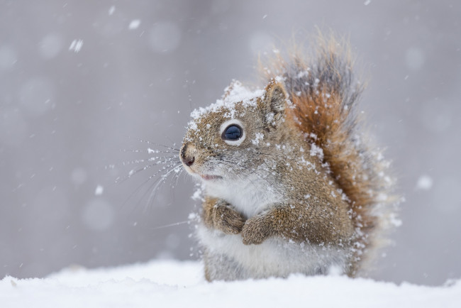 Обои картинки фото животные, белки, белка, снег, зима