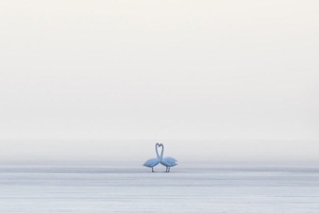 Обои картинки фото животные, лебеди, птицы, туман