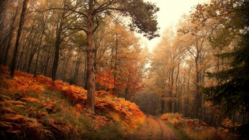 Картинка природа дороги дорога пейзаж лес деревья