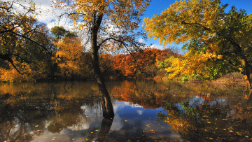 Картинка природа реки озера деревья лес водоем