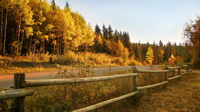 Обои картинки фото природа, лес, осень, забор, деревья