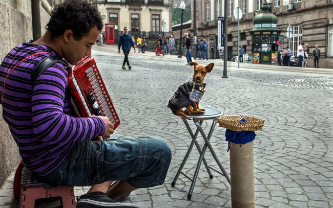 Обои картинки фото музыка, -другое, юноша, баян, собака, улица