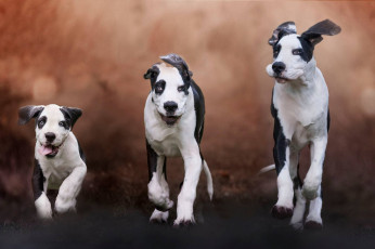 Картинка животные собаки щенки три псы чёрно-белые порода молодые