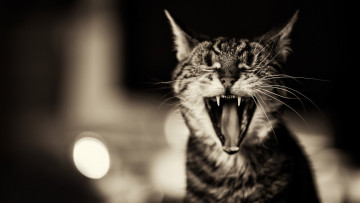 Картинка животные коты кот зевает