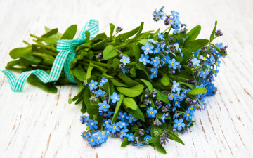 обоя цветы, незабудки, синий