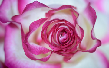 Картинка цветы розы роза цветок бутон