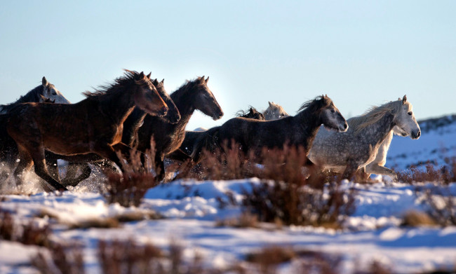 Обои картинки фото животные, лошади, табун, снег