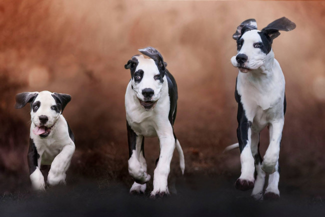 Обои картинки фото животные, собаки, щенки, три, псы, чёрно-белые, порода, молодые