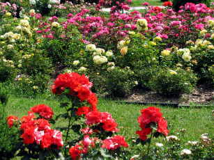 Картинка цветы розы розарий разноцветные
