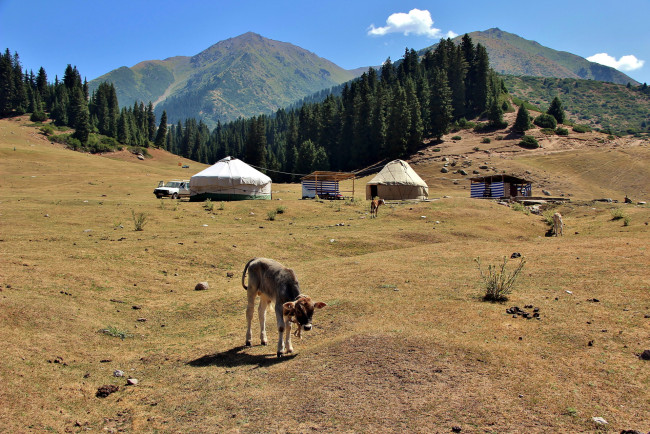 Обои картинки фото кино фильмы, nomadland, горы, лес, юрты, теленок