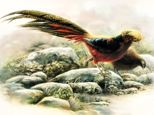 Картинка золотой+фазан рисованное животные +птицы фазаны пара камни
