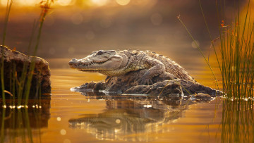 обоя животные, крокодилы, крокодил, рептилия, crocodilia, класс, пресмыкающихся, аллигатор