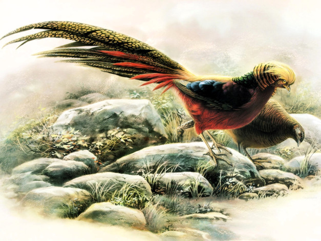 Обои картинки фото золотой фазан, рисованное, животные,  птицы, фазаны, пара, камни