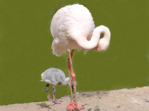 обоя животные, фламинго