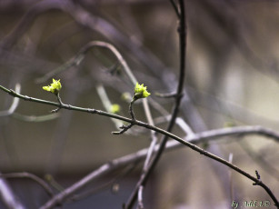 Картинка природа макро весна