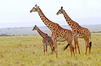 обоя животные, жирафы, шея, семья