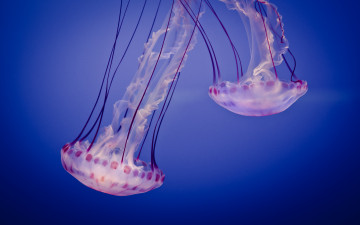 обоя животные, медузы, jelly