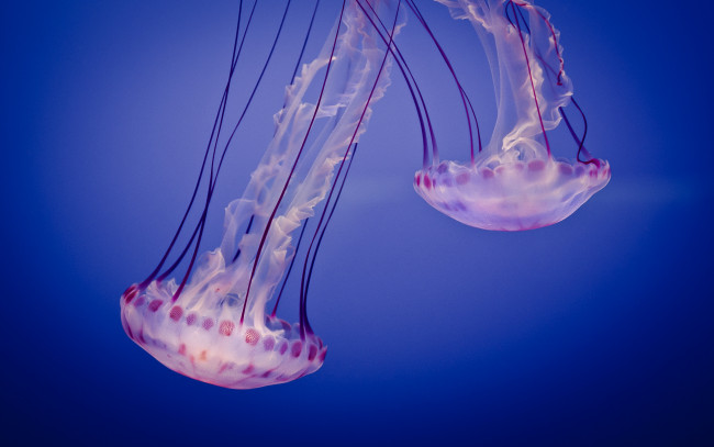 Обои картинки фото животные, медузы, jelly