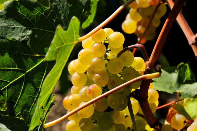 Обои картинки фото природа, Ягоды, виноград, желтый