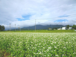 Картинка природа поля облака