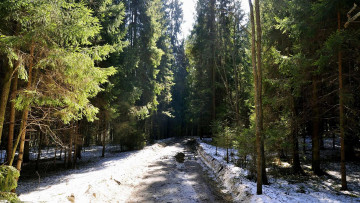 Картинка природа дороги зима дорога лес