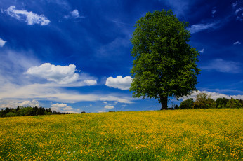 Картинка bavaria germany природа луга бавария германия луг цветы