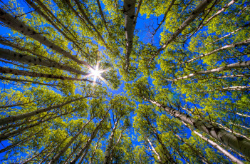 Картинка природа деревья солнце небо берёзы