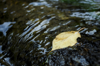 Картинка природа листья осень вода макро